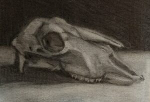 Goat skull charcoal drawing by Julie Dyer Holmes, fine artist, Raleigh NC 2017