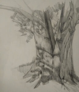 Shadows - graphite drawing by Julie Dyer Holmes Fine Artist Raleigh NC sfw