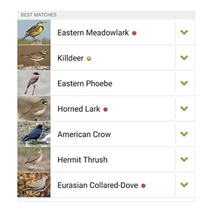 Now I Know Eastern Meadlowlark call and song